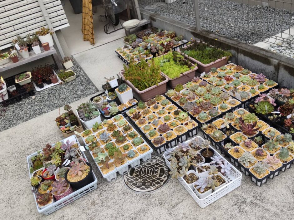 Trước khi có giá để cây